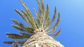 Palm tree low angle
