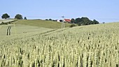 Wheat field