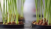Grass in hydroponic pots