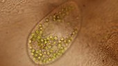 Paramecium bursaria protozoan, light microscopy footage