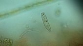 Peranema flagellate swimming, light microscopy footage