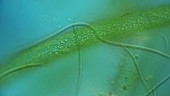 Cyanobacteria, light microscopy