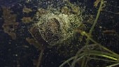 Paramecium protozoa swarm feeding, light microscopy footage