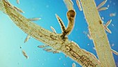Paramecium protozoa and plant, light microscopy footage