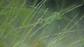 Amoeba and aquatic plants, light microscopy footage