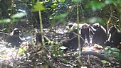 Celebes crested macaques on ground