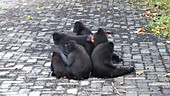 Celebes crested macaques sitting
