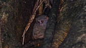 Spectral tarsier on tree