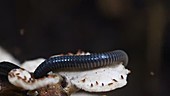 Millipede feeding on fungus