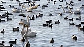 Waterfowl on a lake