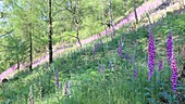 Foxgloves on a hillside