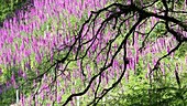 Foxgloves and tree branch