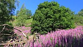 Foxgloves and tree