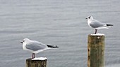Gulls on wooden posts