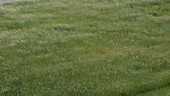 Field of grass