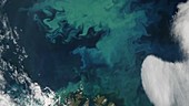 Algal bloom near Norway, satellite image