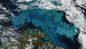 Barents Sea algal bloom, satellite image