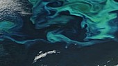 Algal bloom near Iceland, satellite image