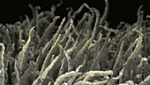 Water cabbage trichomes, SEM