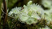 Ant trapped in sundew plant