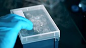 Biological samples on ice