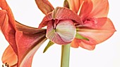 Amaryllis flower opening, timelapse
