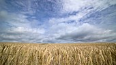 Wheat field and blue sky