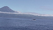 Sperm whale in the Azores