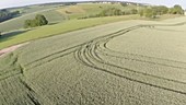 Aerial footage of rye field