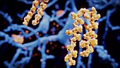 Amyloid protein in Alzheimer's disease, animation