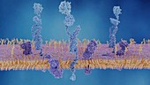 Amyloid precursor protein cleavage, animation