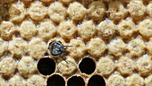 Honey bee emerging from its cell