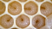Honeycomb cells with bee larvae