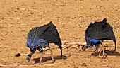 Vulturine guineafowl