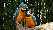 Blue-and-yellow macaws