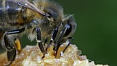 Black bee feeding on honey