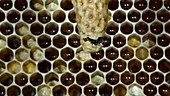 Queen bee emerging from her cell