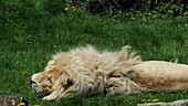 White lion lying down