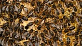 Queen bee in her hive