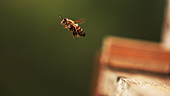 Bee leaving its hive, high-speed