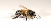 Honey bee walking