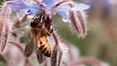 Honey bee pollinating borage flower