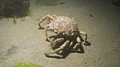 Common spider crab at night