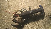 Common lobster at night