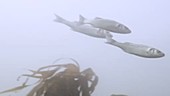 School of European bass swimming over kelp covered reef