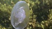 Moon jellyfish filmed underwater