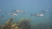 School of European bass swimming over serrated wrack covered