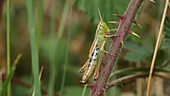 Meadow grasshopper