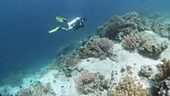 Diver on a coral reef