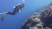 Diver in coral reef